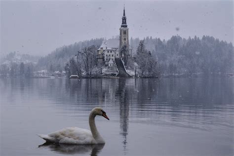 Photo Gallery: Lake Bled draped in winter white in the winter