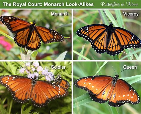 Monarch Butterfly, life cycle, migration, tagging, size, Monarch ...