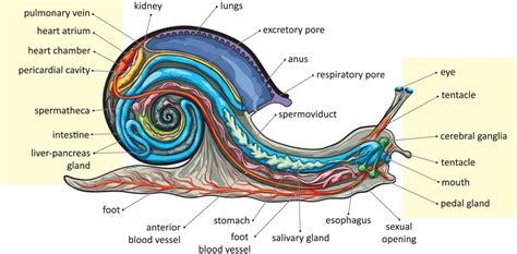 Snails Anatomy - Escargot World