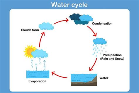 15 Facts About Water Cycle For Kids And Activities To Do