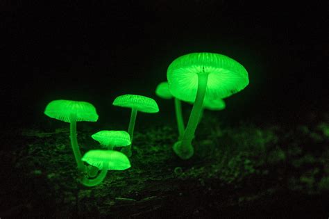 Mycena chlorophos | Plant fungus, Fungi, Glowing mushrooms