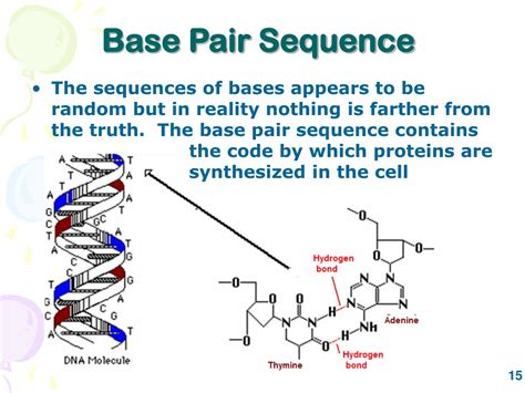 Base Pair For Dna