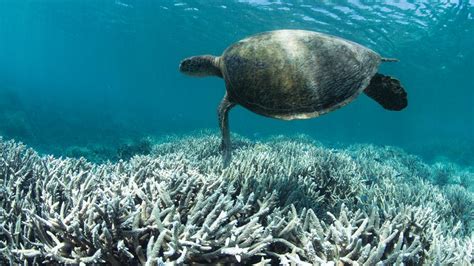 Coral Bleaching Effects