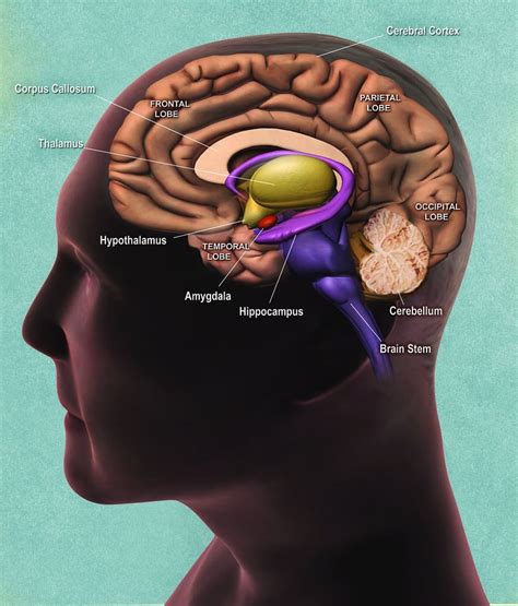 Hypothalamus | Location, Structure, Anatomical Features & Significance