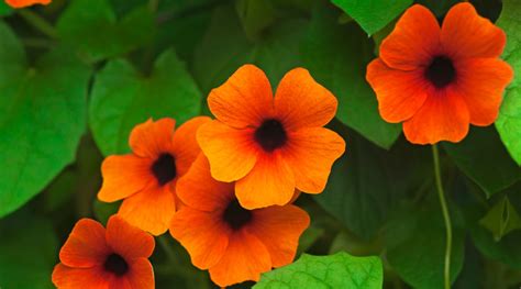 Flowering Vines: These Climbers Grow Fast and Add Color - Sunset