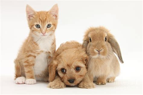 Kitten, Puppy And Rabbit Photograph by Mark Taylor - Fine Art America