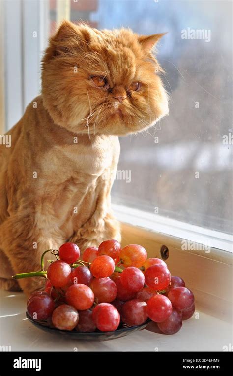 Cat eating funny hi-res stock photography and images - Alamy