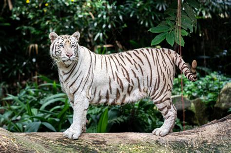 19 White Tiger Facts For Kids: A Majestic Species of the Wild - Facts.net