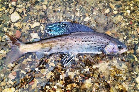 Gone nearly a century, Michigan anglers can again catch Arctic grayling ...