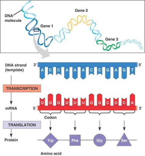 Protein Production: A Simple Summary of Transcription and Translation ...