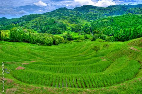 Rice Terrace of Oyama Senmaida in the Summer, Kamogawa, Chiba, Japan ...