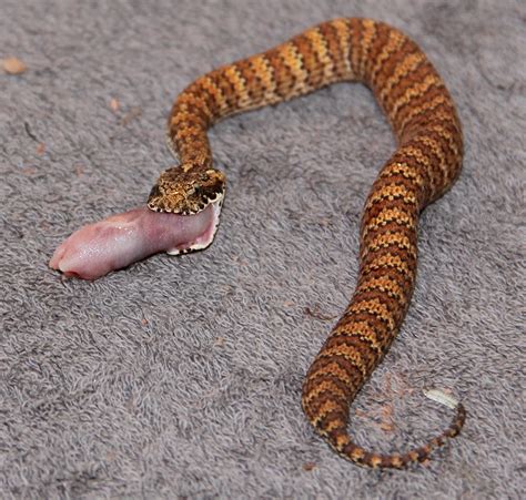 WORLD 10 MOST VENOMOUS SNAKES - SZD