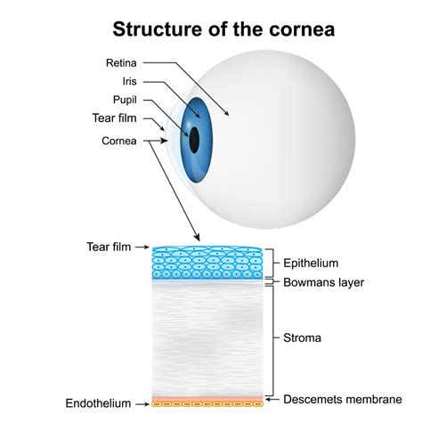 What Does The Cornea Do? | Eye Consultants of Fargo