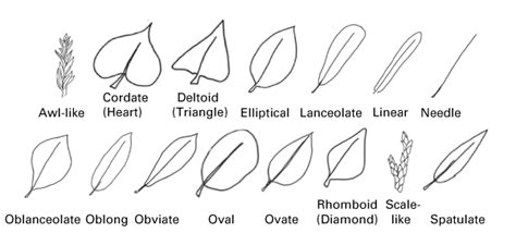 Shapes Of Leaves And Their Names