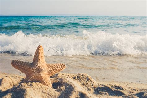 Download Ocean Sand Animal Starfish 4k Ultra HD Wallpaper