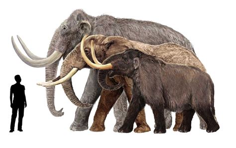 Cloning Woolly Mammoths and Global Warming – What’s the Connection?