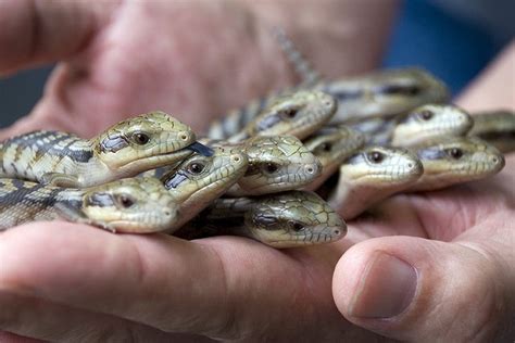 A clutch of baby Blue Tongue Skinks (photo: urbanmenagerie) BTSs are an ...