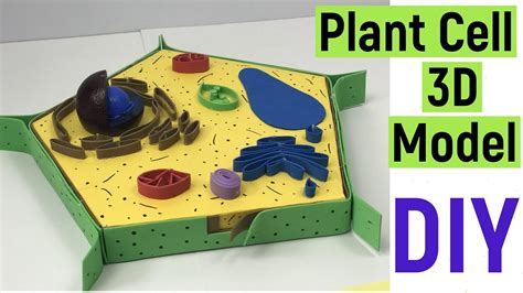 Plant cell 3d model making | plant cell model | plant cell structure | #diyasfunplay | # ...