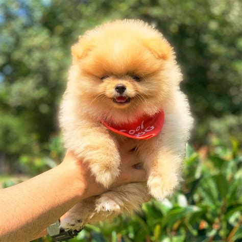 En Uygun Pomeranian Boo Belgeli Eğitimli Yavrularımız - 234775 - Biköpek