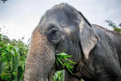 Asian Elephant Profile - Phang Nga Elephant Park