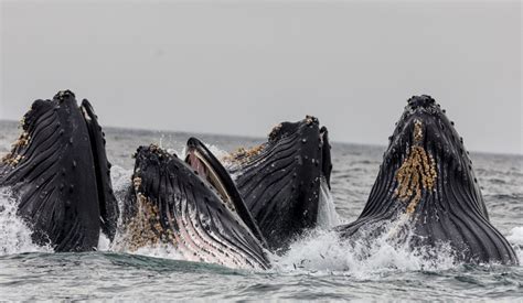 Watch: A Video Captured of a Humpback Whale Nursing Her Calf in Hawaii ...