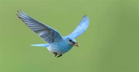 Mountain Bluebird Pictures - AZ Animals