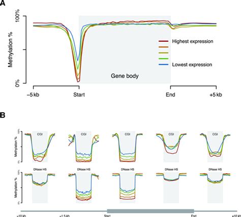 Association between DNA methylation and gene expression. (A) Local ...