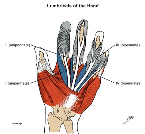 Intrinsic Hand Muscles - MSK - Medbullets Step 1