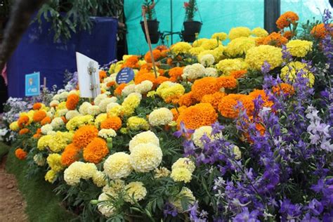 Floriculture Industry in Karnataka | Flower Exports from Karnataka