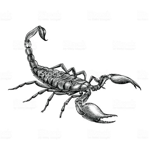 Vintage scorpion hand drawing | How to draw hands, Scorpio art ...