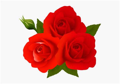 Rose Png - Gulab Ka Phool Download, Transparent Png , Transparent Png ...