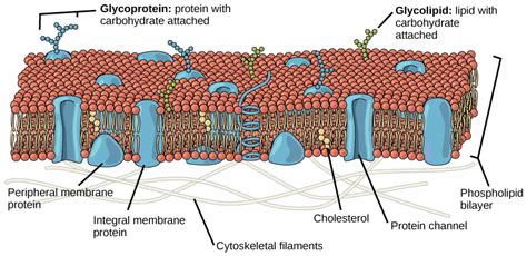 Reading: Phospholipids | Biology (Early Release)