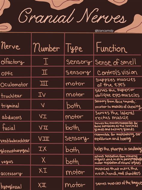 Facial Nerve Anatomy, Cranial Nerves Anatomy, Cranial Nerves Mnemonic ...