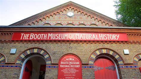 Booth Museum of Natural History in Brighton, England | Expedia