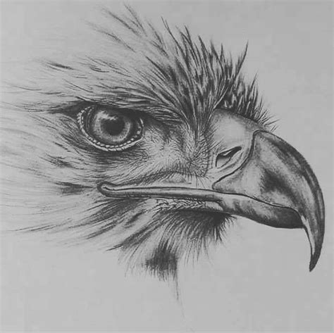 🔥Pencil Drawings for Tattoo | Pencil drawings of animals, Eagle drawing ...