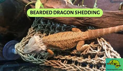 Bearded Dragon Shedding 101