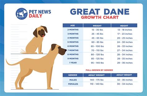 Great Dane Growth Chart: Size, Weight Calculations - Pet News Daily