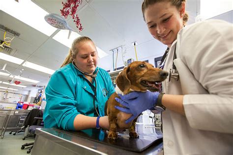 Online Vet Tech Programs Ohio – CollegeLearners.com