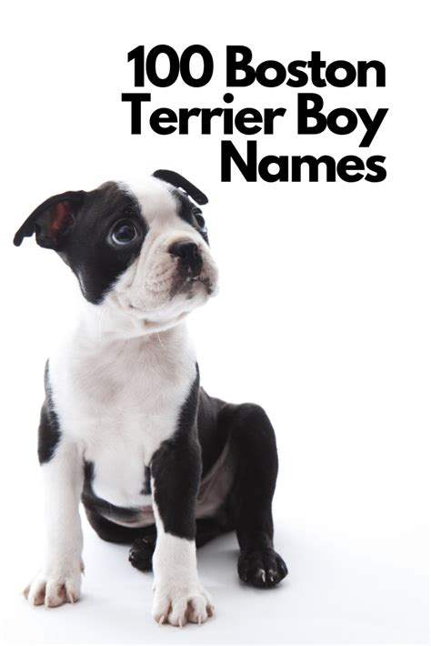 100+ Male Boston Terrier Dog Name Ideas - Boston Terrier Society ...