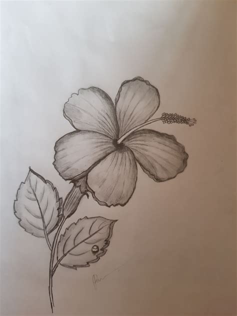 Easy Hibiscus flower pencil drawing with water drop | Flower drawing ...