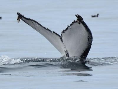 Dingle Dolphin Boat Tours