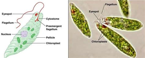 Pin on phylum Protozoa