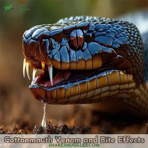 Cottonmouth Snakes: Interesting Facts, Venom Info & Safety Tips