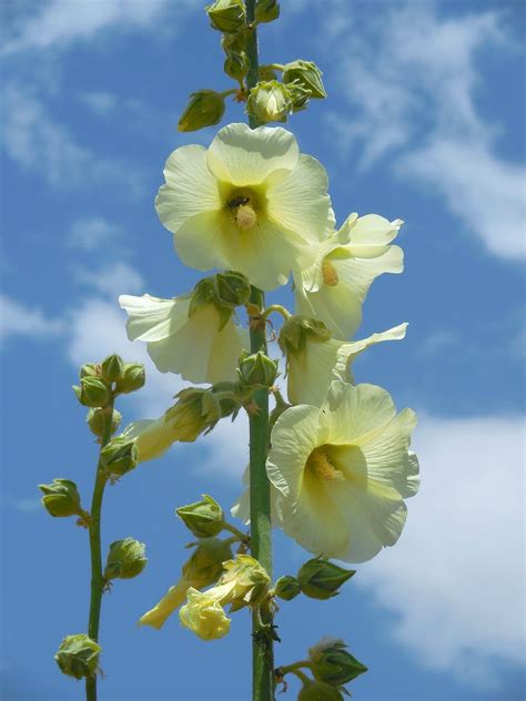 Alcea rugosa