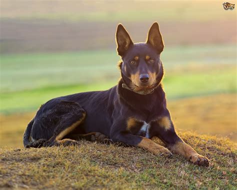 Australian Kelpie Dog Breed | Facts, Highlights & Buying Advice ...