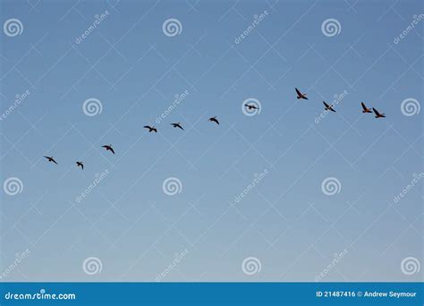 A Flock of Seasonally Migrating Geese in Formation Stock Photo - Image ...