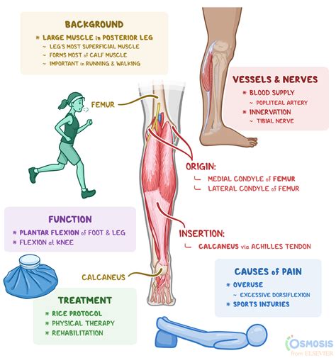 Leg Pain Calf Muscle