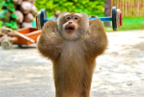 Monkey lifting weights | Flickr - Photo Sharing!