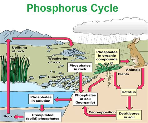 Phosphorus P (Element 15) of Periodic Table - Elements FlashCards