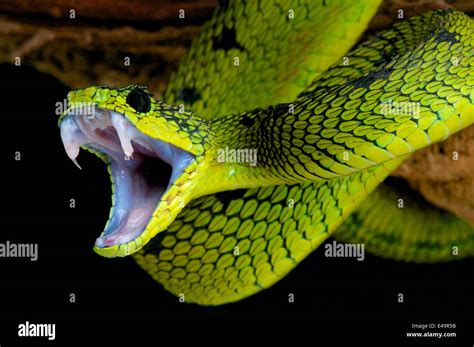 Green Mamba Snake Bite